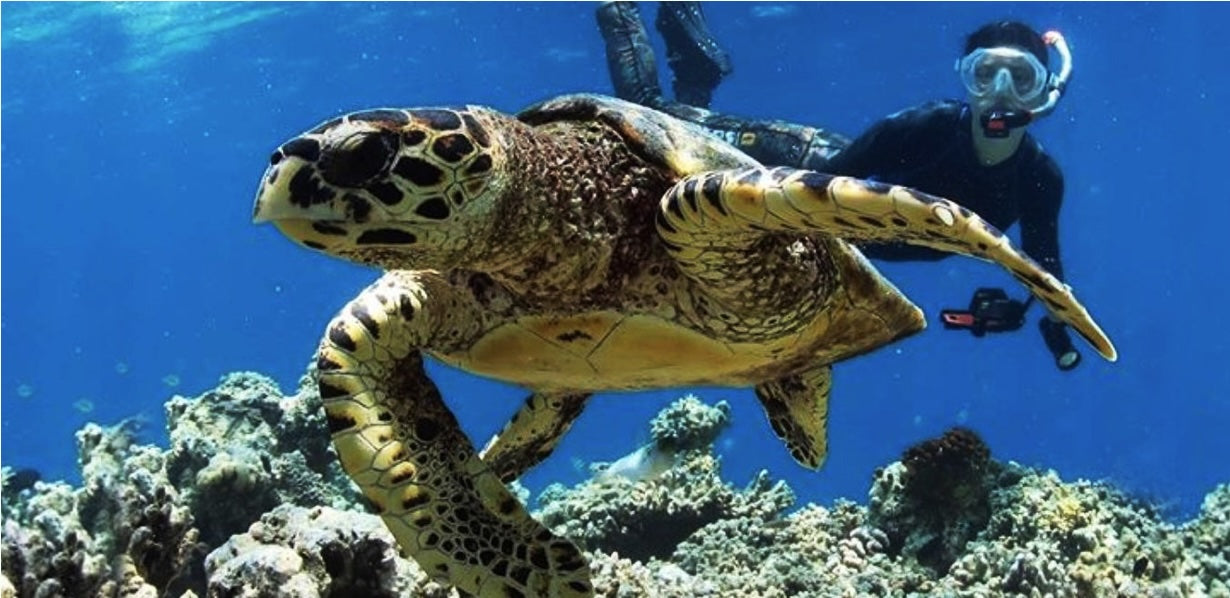 Snorkel with turtles